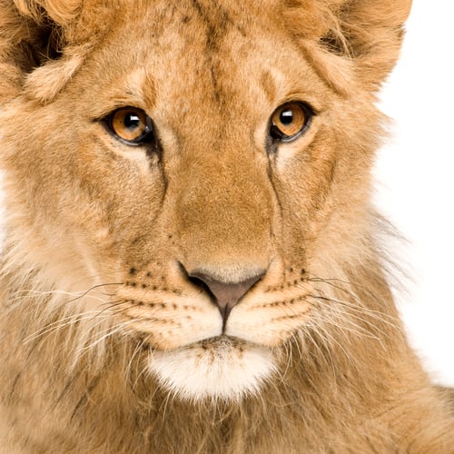 Preview: Lion Cub (9 months)