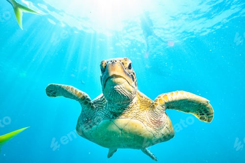 Preview: green turtle in the great barrier reef