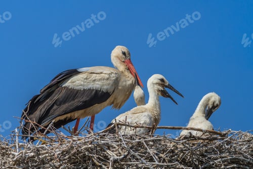 Preview: white storks