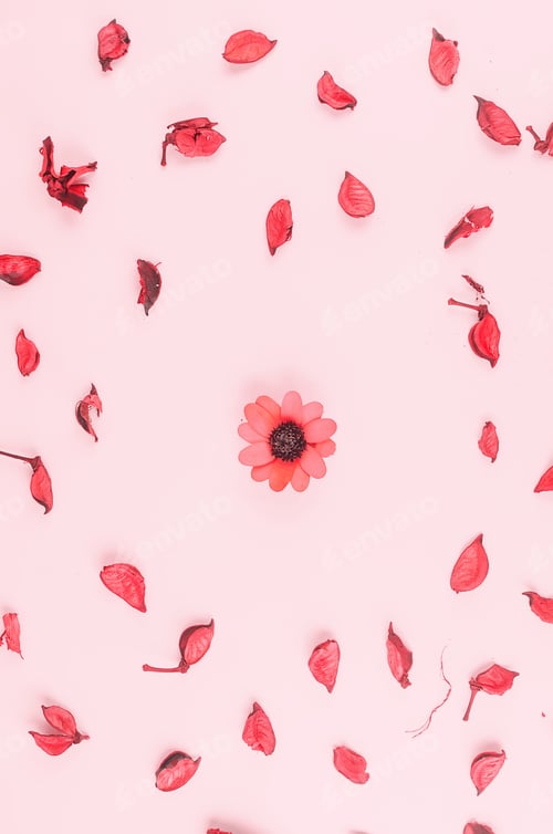 Preview: Flowers composition with, flowers, petals, buds on white background,