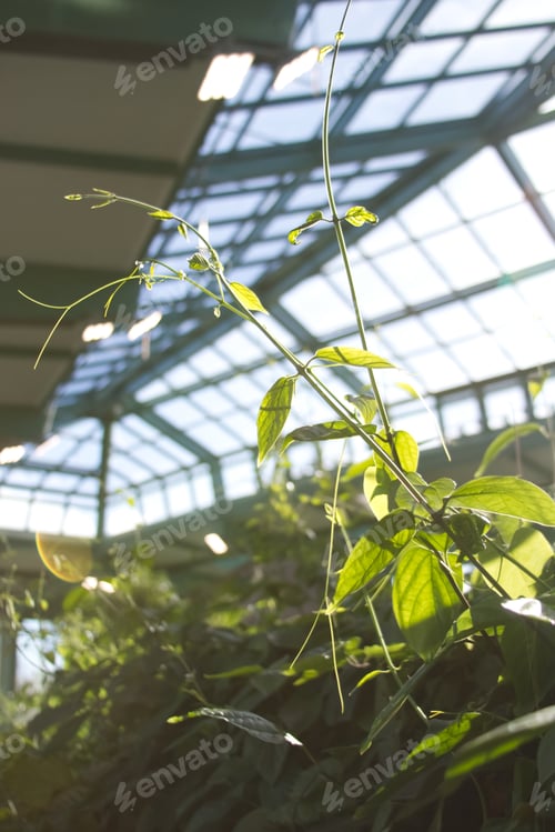 Preview: the graceful stem of the plant stretches towards the sun