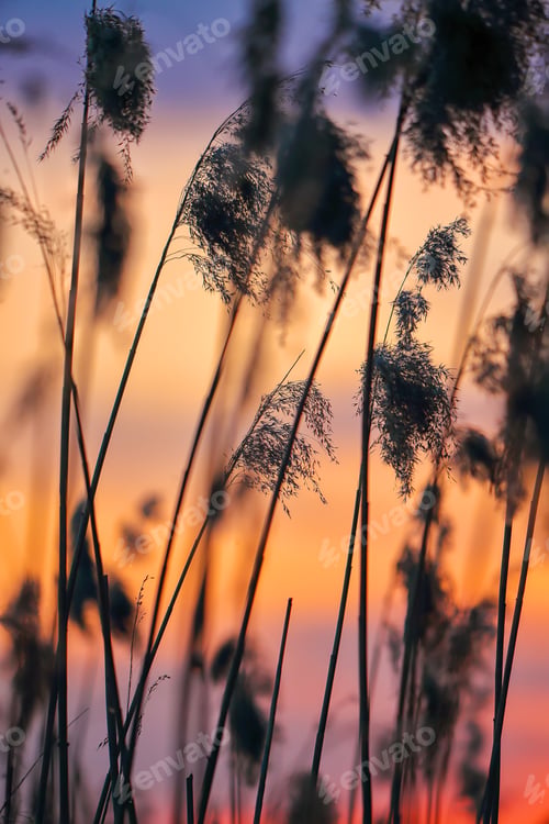 Preview: Amazing dried reed on a background sunset.