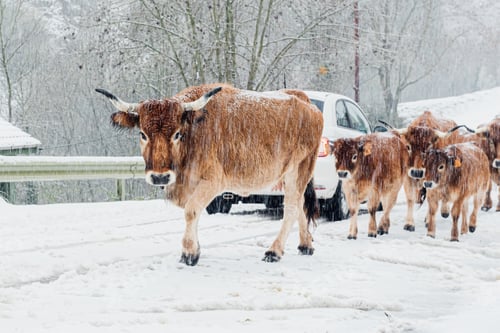 Preview: Herd of cows and calves walking down a snowy road