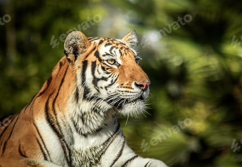 Preview: Closeup shot of a tiger staring on a blurred background
