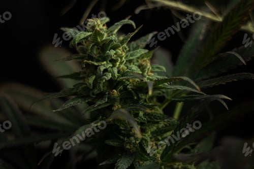 Preview: Closeup of a green cannabis plant on a blurry dark background