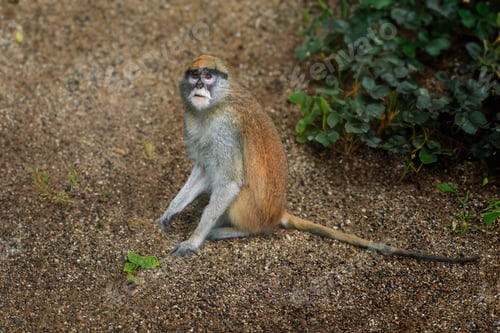 Preview: Patas Monkey (Erythrocebus patas) - Old World monkey