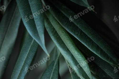 Preview: close up view of plant with long green leaves backdrop