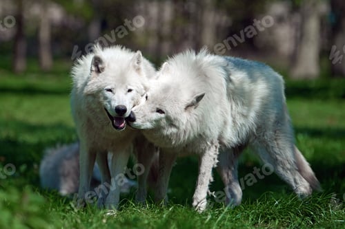 Preview: Arctic wolf (Canis lupus arctos)