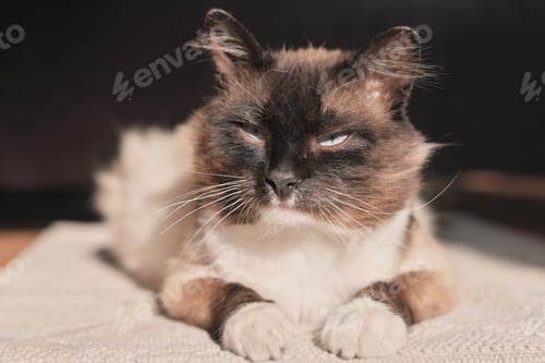 Preview: portrait of an adult fluffy cat with blue eyes lying on the floor in a house