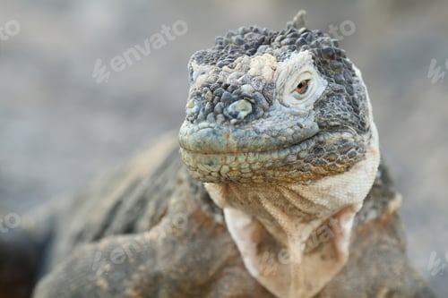 Preview: Wild land iguana