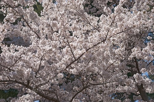 Preview: Yoshino Cherry (Prunus X Yedoensis). Hybrid Between Prunus Speciosa And Prunus Pendula F. Escendens