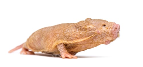 Preview: Naked Mole-rat, hairless rat, isolated on wihte