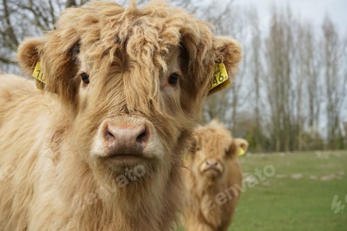 Preview: Close up of A cow looking in The camera