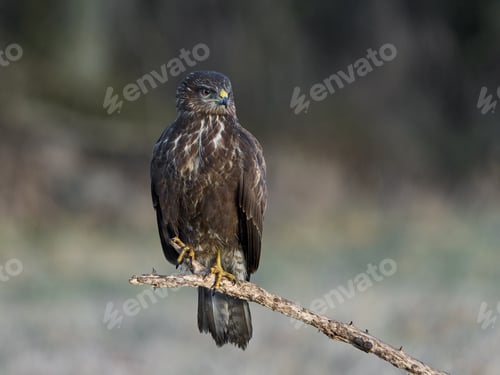 Preview: Common buzzard (Buteo buteo)