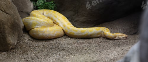 Preview: Albino Burmese Python (Python bivittatus)