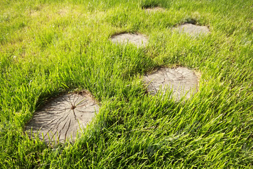 Preview: Tree stump on the green grass