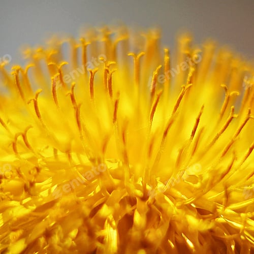 Preview: Flowers