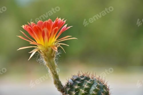 Preview: Bright Cactus Blossom Against Blurred Green Background