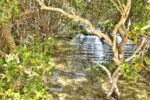 Preview: Seaside Mangrove