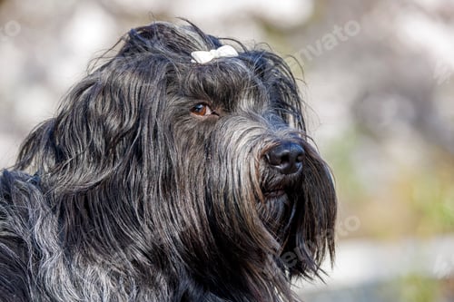 Preview: Portrait of a Schapendoes (Dutch Sheepdog) outdoors