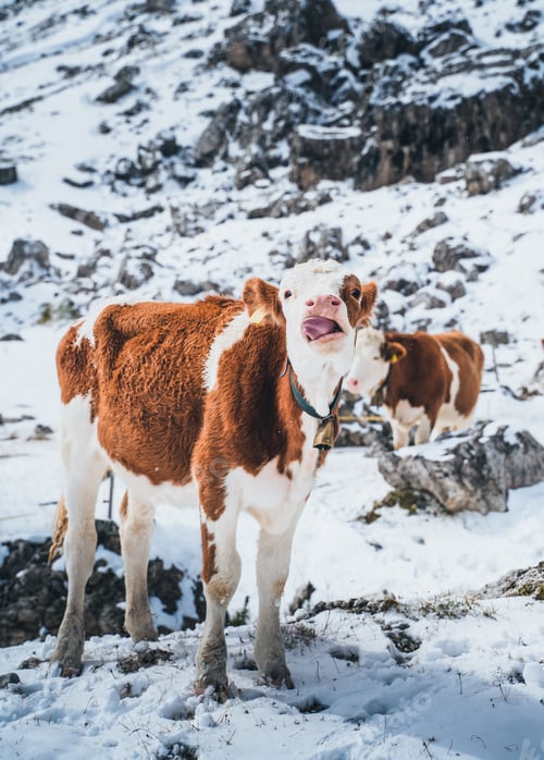 Preview: Cow in the Italian Dolomites in the Snow