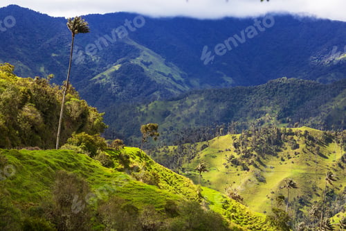 Preview: Cocora