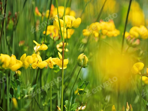 Preview: closeup of yellow butter cups growing in the wild