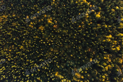 Preview: Aerial view of dark mixed pine and lush forest with green and yellow trees canopies in autumn