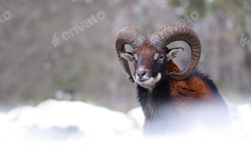 Preview: Mouflon ram looking on meadow in wintertime nature