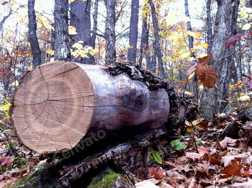 Preview: Large log on forest floor
