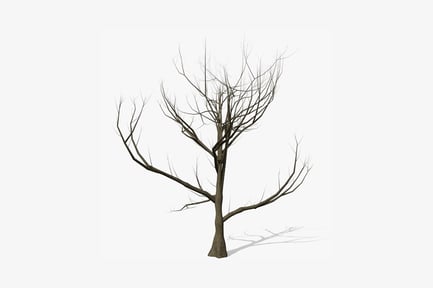 Kahler Baum mit verdrehten Ästen