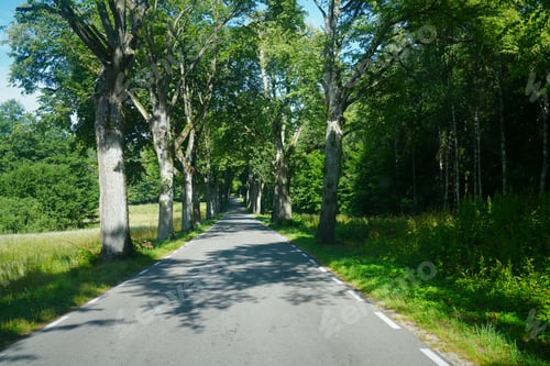 Preview: Scenic and Hazardous Journey: Endless Asphalt Road Lined with Parallel Poplar Trees
