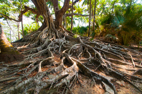 Preview: A very old banyan tree with its beautiful spreading roots,