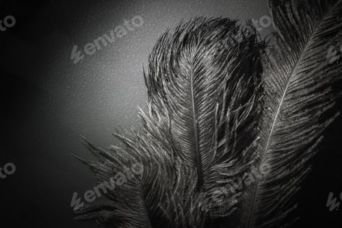 Preview: Ostrich feathers in bright spotlight. Roaring 1920s style. Black monochrome animal background