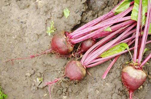 Preview: Top view of Just picked Red Beets on the garden soil