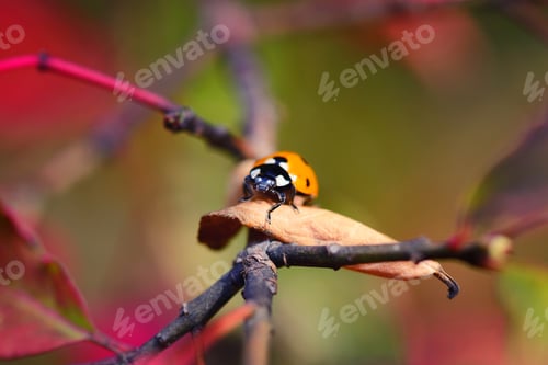 Preview: Ladybug on the fallen yellow leaves in the fall. Insects in the