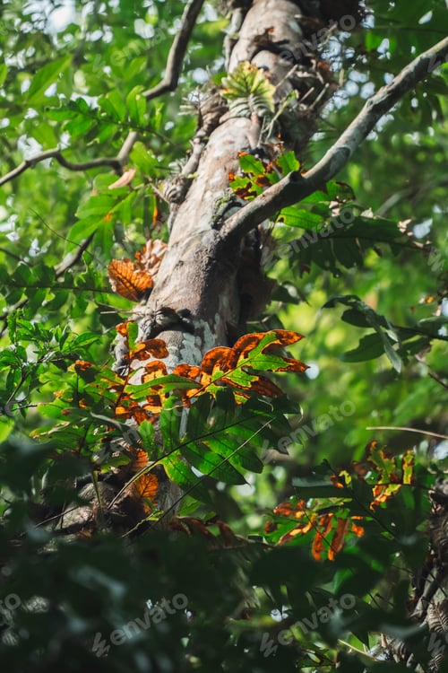 Preview: Environmental Conservation, Emphasizing Importance of Green Leaves and Trees in Forests