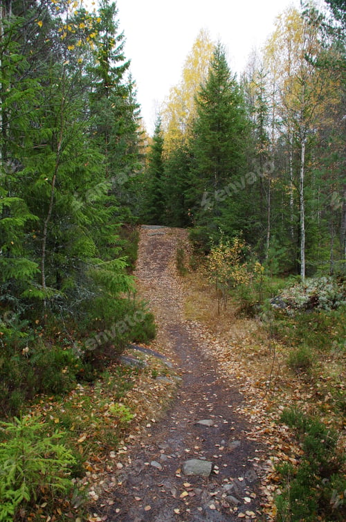 Preview: Narrow pathway in the picturesque autumn wood