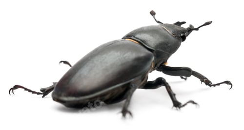 Preview: Female Lucanus cervus (stag beetle) in front of white background