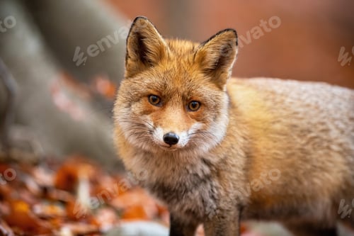 Preview: Red fox standing in woodland in autumn nature from close up