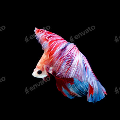 Preview: Betta fish, siamese fighting fish, betta splendens isolated on black background