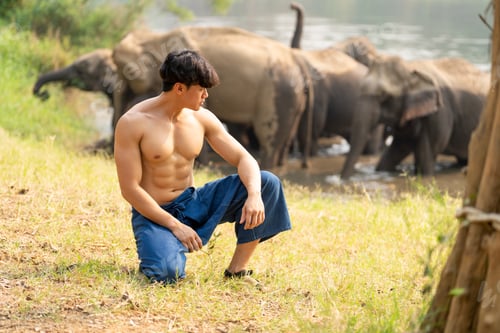 Preview: Asian elephants in the park with young man