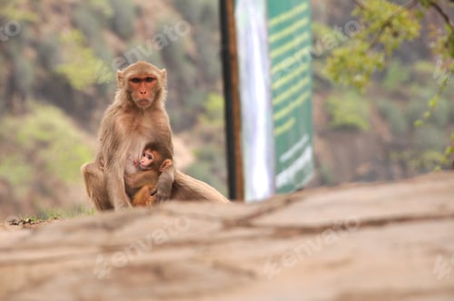 Preview: Monkey in the forest