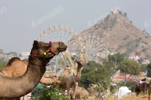 Preview: Camel wearing multicolored halter at Pushkar Camel Fair, Pushkar, Rajasthan, India