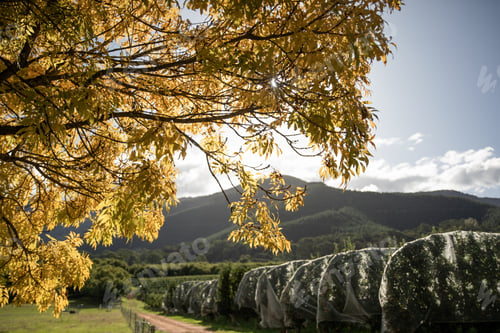 Preview: Autumn
