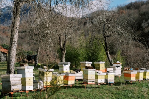 Preview: Colorful beehives in an apiary among the trees at the foot of the mountains