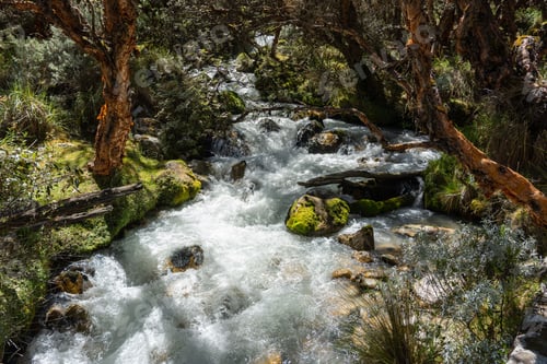 Preview: Serene forest stream with moss-covered rocks