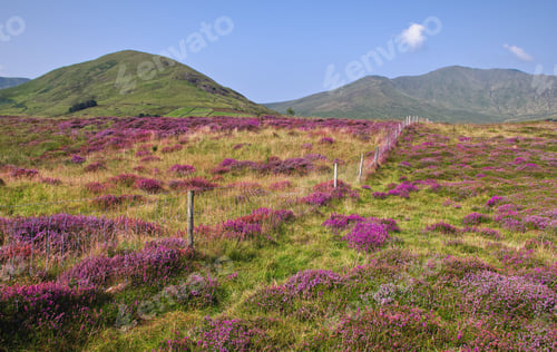 Preview: Mountains and purple flowers at Connemara National park, county Galway, Ireland