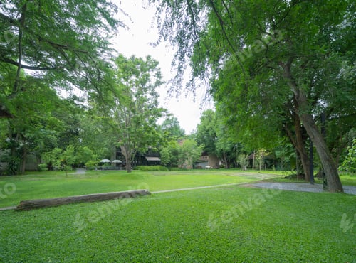 Visualização: Árvores verdes exuberantes na floresta tropical. Fundo da paisagem da natureza.