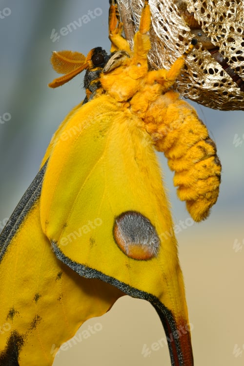 Preview: Comet or moon moth, Argema mittrei, butterfly native to the forests of Madagascar.